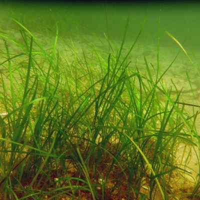 Зостера. Зостера взморник. Зостера малая (Zostera noltii).