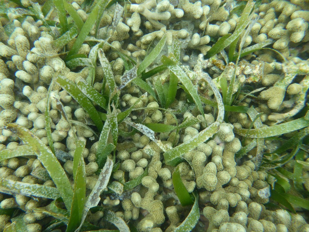 Seagrass Spotted in Puerto Rico - SeagrassSpotter