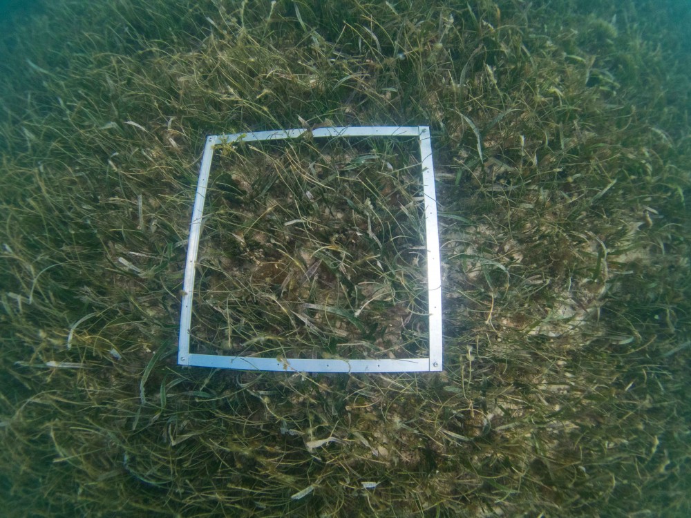 Syringodium filiforme seagrass has been spotted!