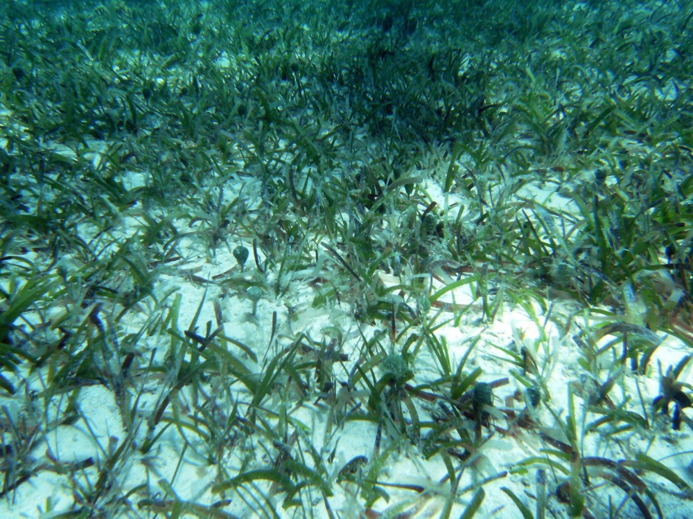 Seagrass Spotted in The Bahamas - SeagrassSpotter