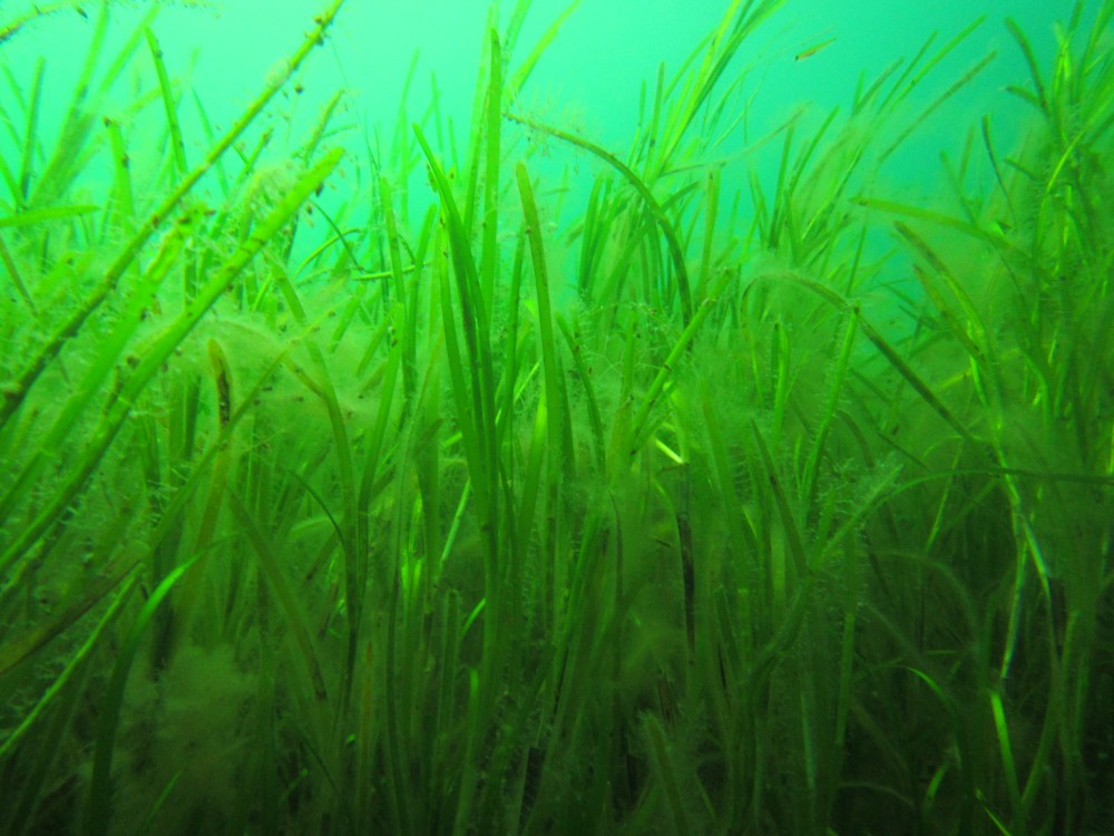 Seagrass Spotted in Ireland - SeagrassSpotter