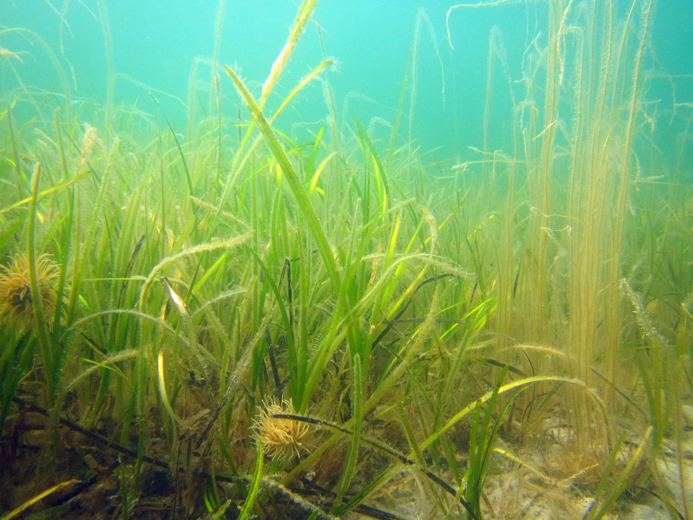 Seagrass Spotted in Ireland - SeagrassSpotter