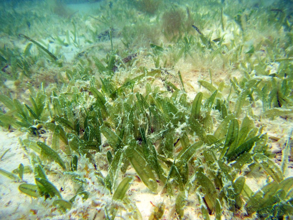 Halophila stipulacea seagrass has been spotted!