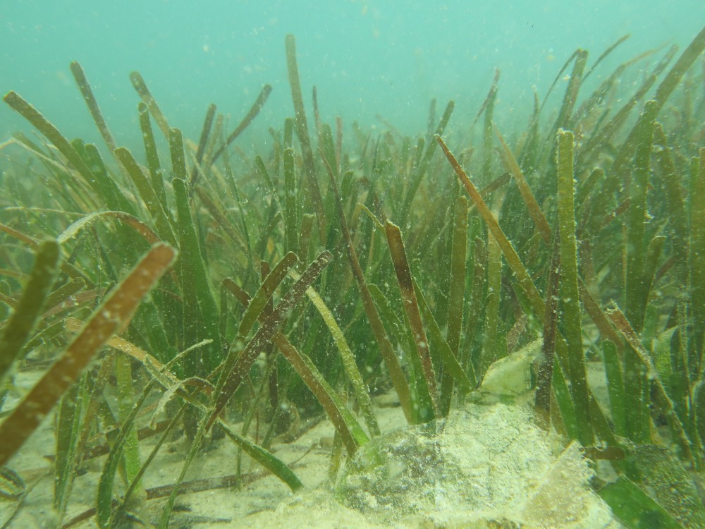 Enhalus Acoroides Seagrass Has Been Spotted!