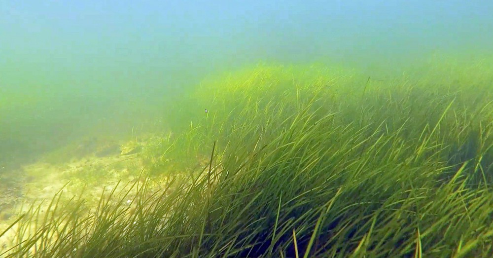 Zostera Marina Seagrass Has Been Spotted!