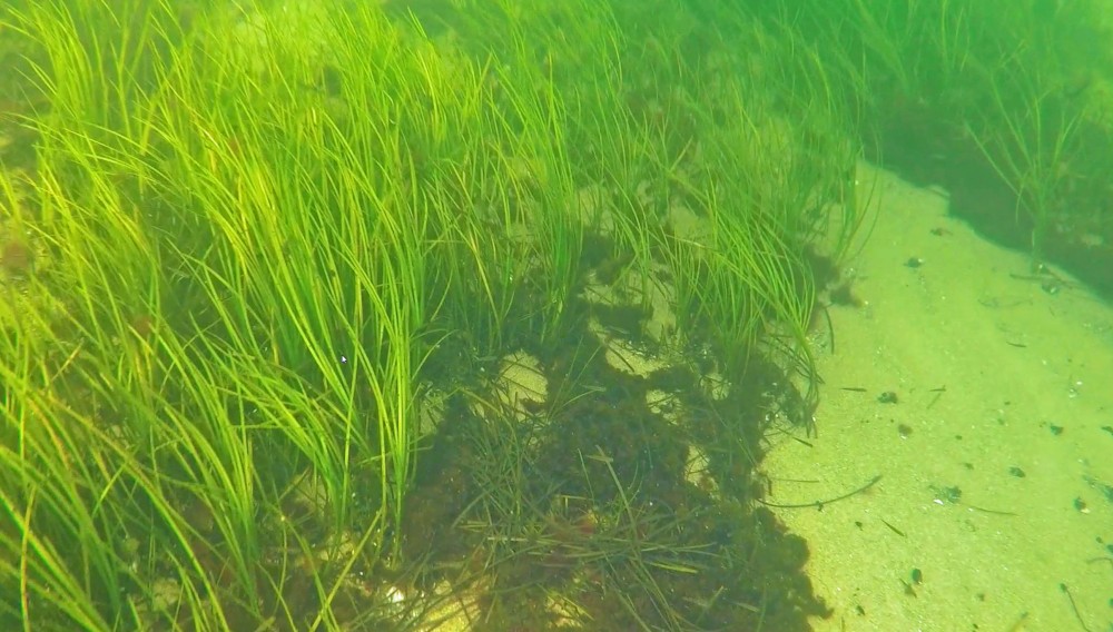 Seagrass Spotted in Sweden - SeagrassSpotter