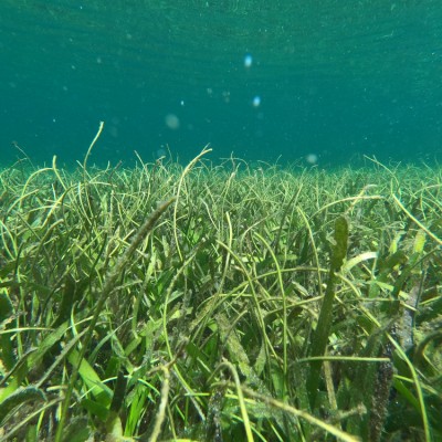 Seagrass Spotted in Maldives - SeagrassSpotter