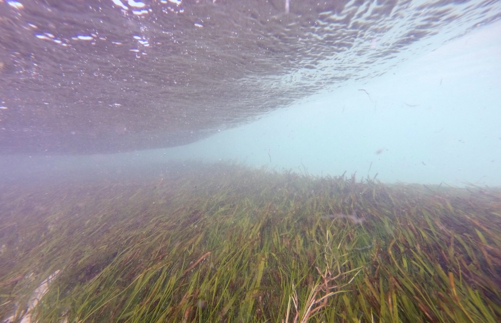 Seagrass Spotted in Maldives - SeagrassSpotter