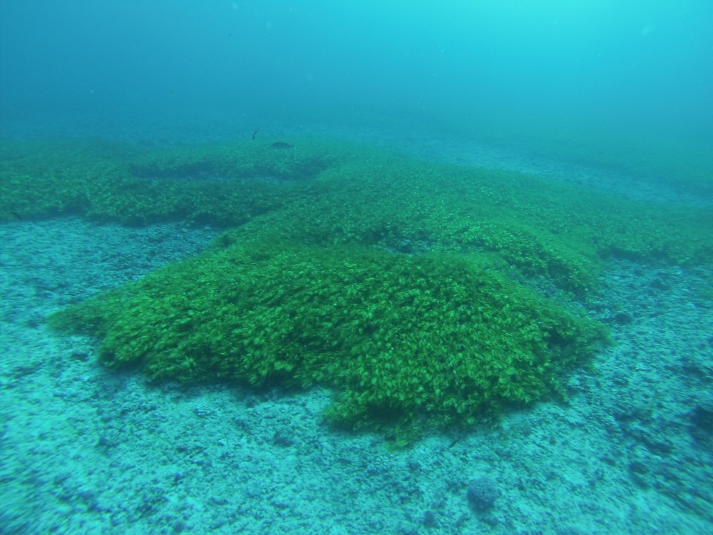 Thalassodendron ciliatum seagrass has been spotted!