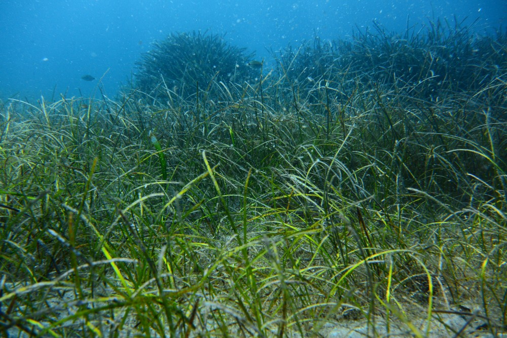 Seagrass Spotted in Spain - SeagrassSpotter