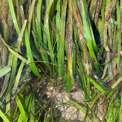 Seagrass Spotted in Philippines SeagrassSpotter