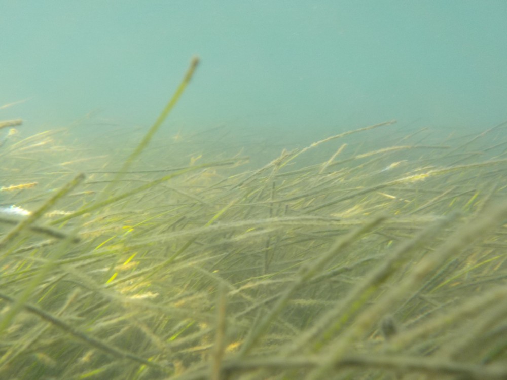Seagrass Spotted in United States - SeagrassSpotter