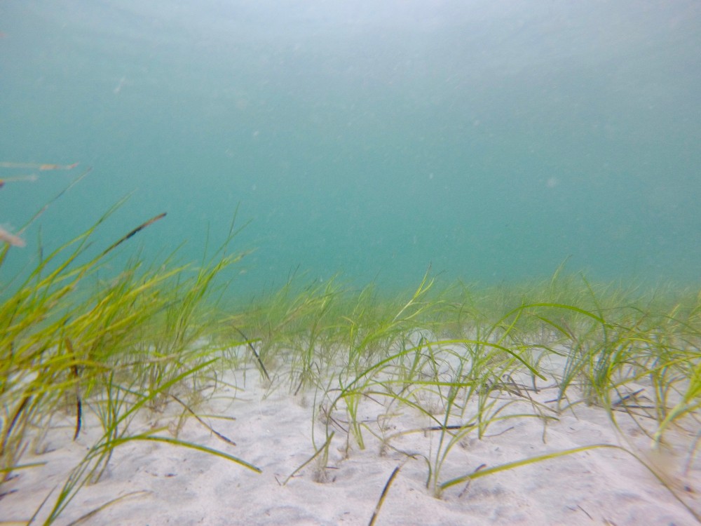 Seagrass Spotted in United Kingdom - SeagrassSpotter