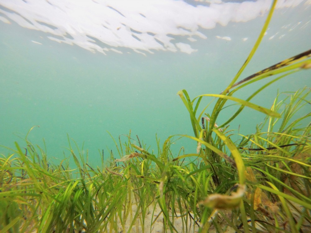 Зарасти водорослями. Зостера взморник. Зостера (Zostera Marina). Зостера морская водоросль.