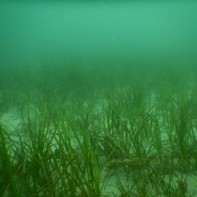 Zostera marina seagrass has been spotted!