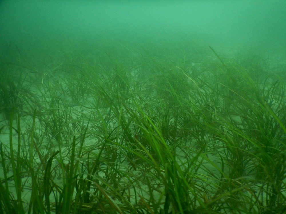 Zostera marina seagrass has been spotted!