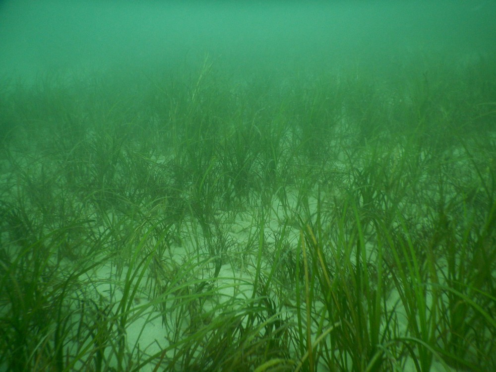 Zostera marina seagrass has been spotted!