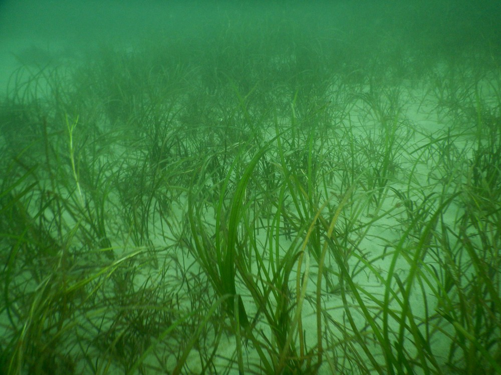 Zostera marina seagrass has been spotted!