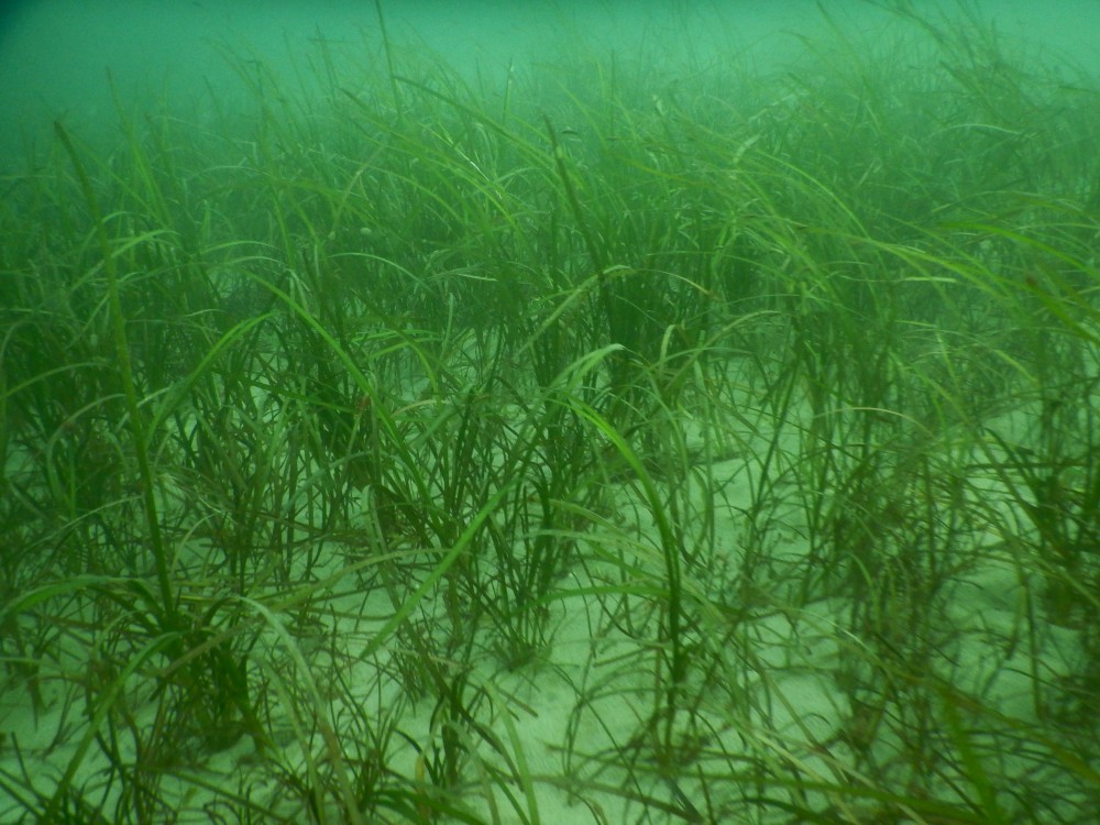 Seagrass Spotted in United Kingdom - SeagrassSpotter