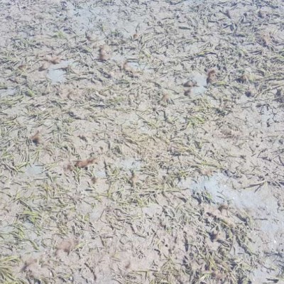 Seagrass Spotted in Australia - SeagrassSpotter