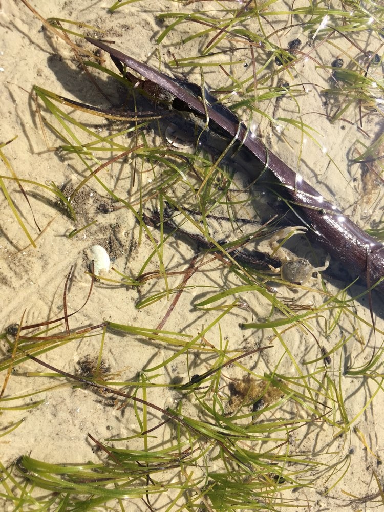 Zostera Muelleri Seagrass Has Been Spotted