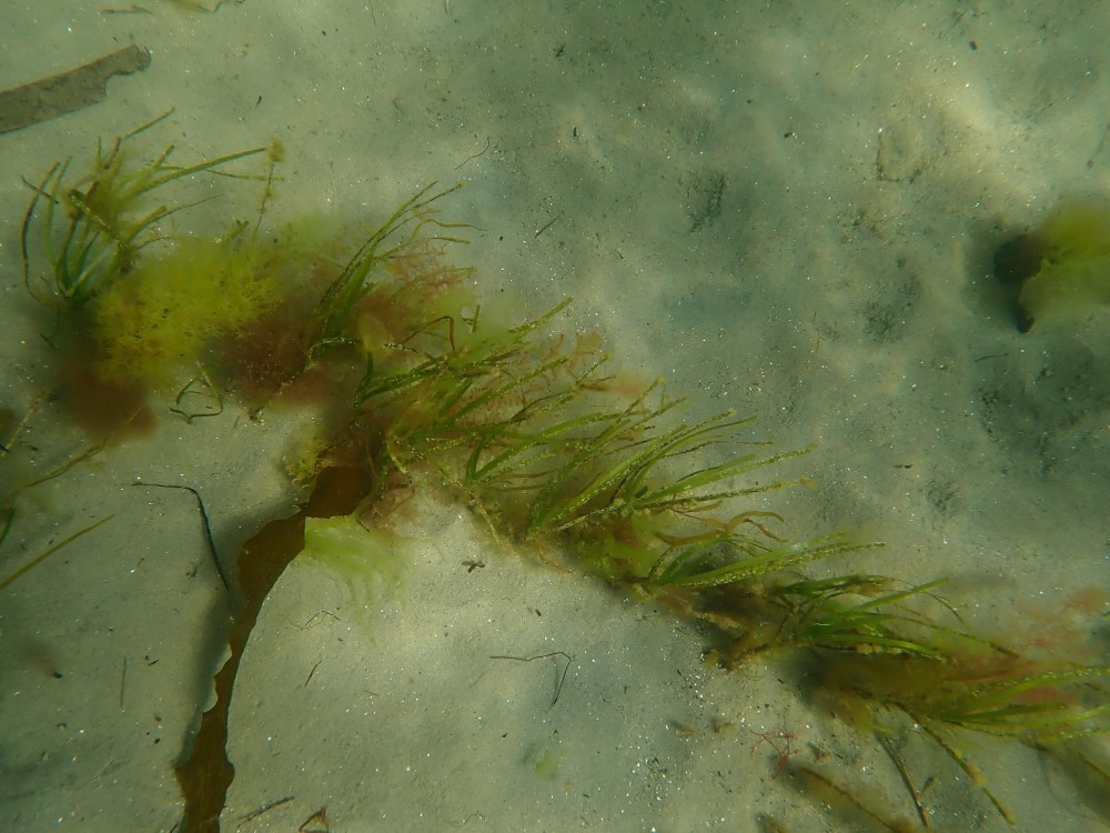 Zostera muelleri seagrass has been spotted!