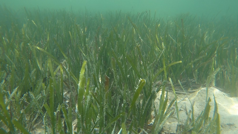 Cymodocea rotundata seagrass has been spotted!