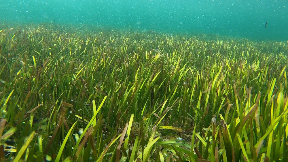 Cymodocea rotundata seagrass has been spotted!