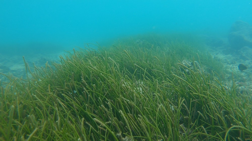 Syringodium isoetifolium seagrass has been spotted!