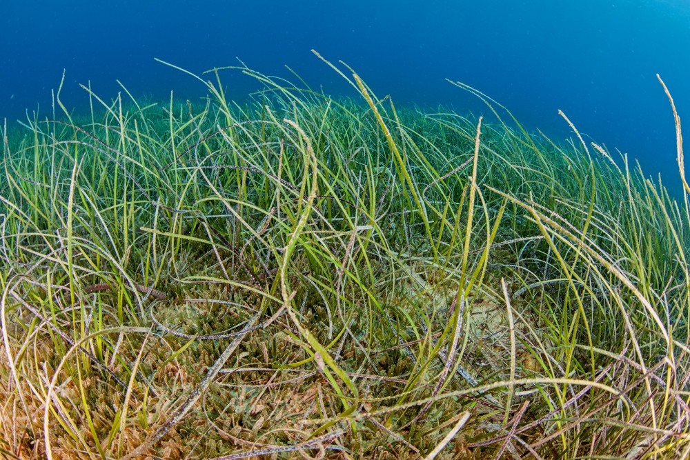 Cymodocea nodosa seagrass has been spotted!