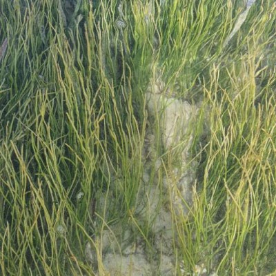 Seagrass Spotted in Puerto Rico SeagrassSpotter