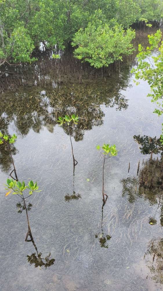 Seagrass Spotted in Indonesia - SeagrassSpotter