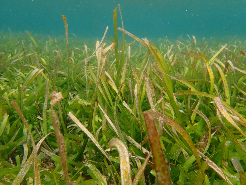 Seagrass Spotted in Indonesia - SeagrassSpotter