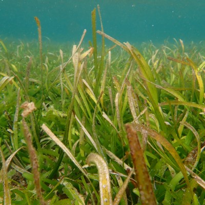 Seagrass Spotted in Indonesia - SeagrassSpotter