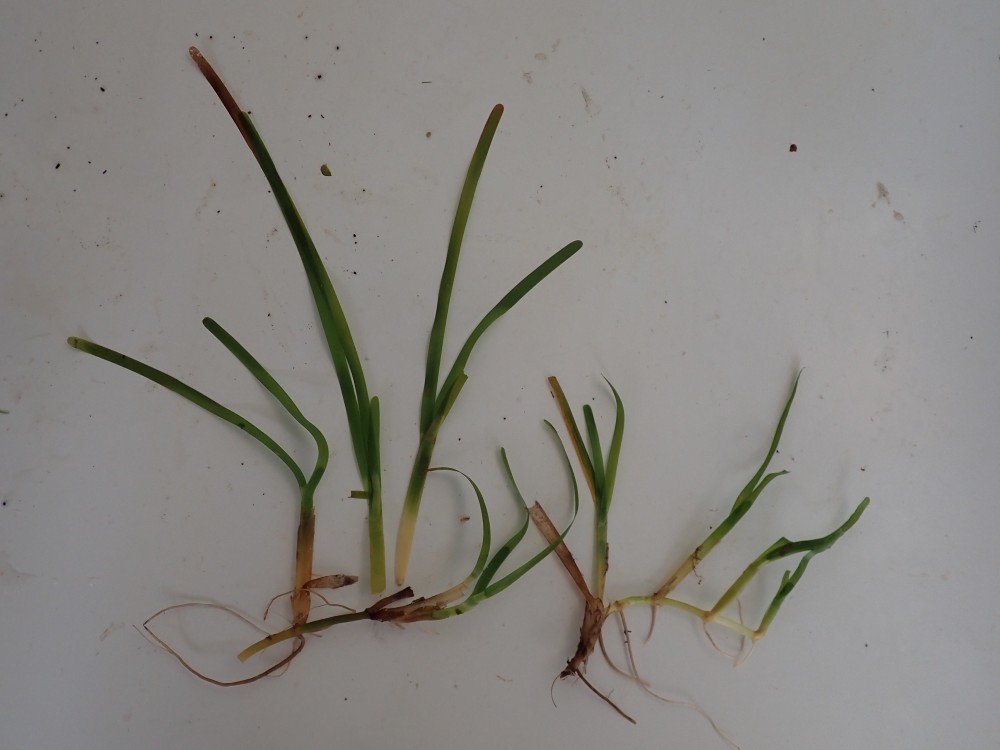 Seagrass Spotted in Maldives - SeagrassSpotter