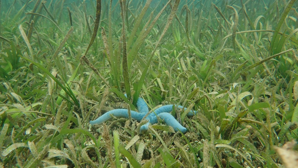 Seagrass Spotted in Indonesia SeagrassSpotter