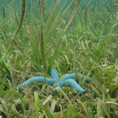 Seagrass Spotted in Indonesia SeagrassSpotter