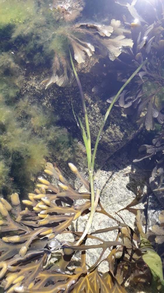 Seagrass Spotted in United Kingdom - SeagrassSpotter