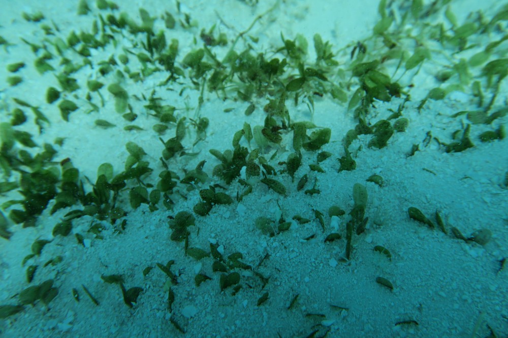 Seagrass Spotted in Maldives - SeagrassSpotter