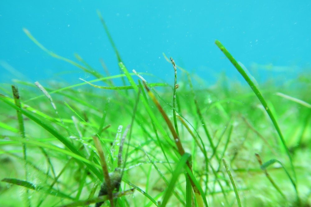 Halodule pinifolia seagrass has been spotted!