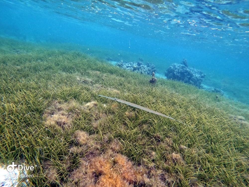 Seagrass Spotted in Mauritius SeagrassSpotter