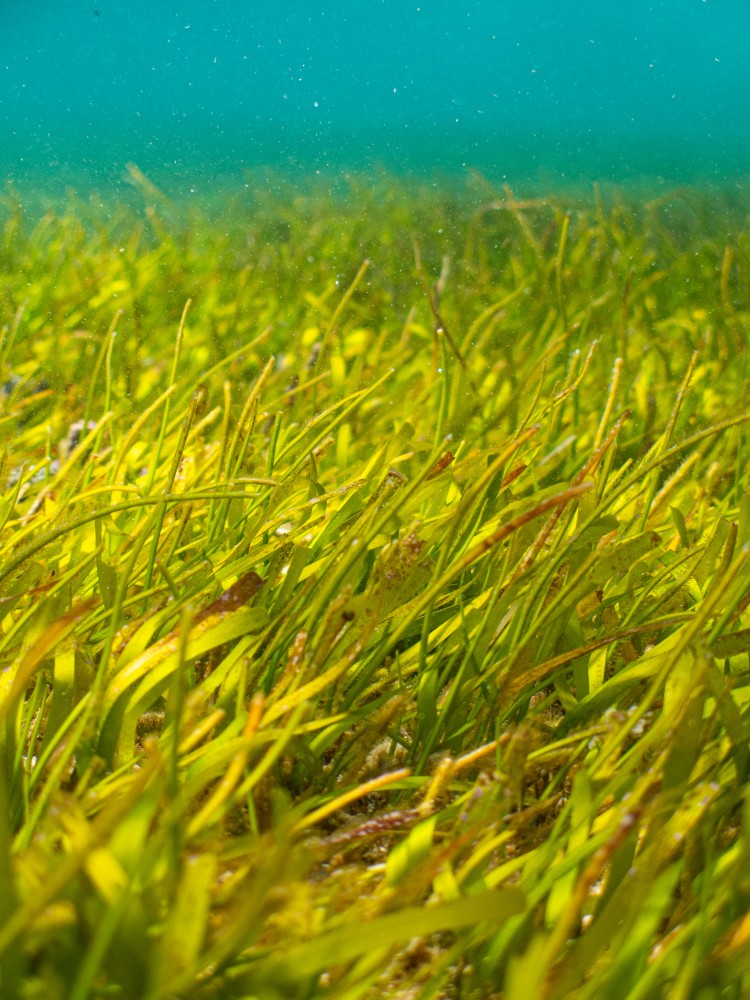 Syringodium isoetifolium seagrass has been spotted!