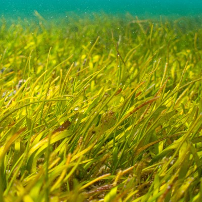 Syringodium isoetifolium seagrass has been spotted!