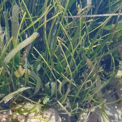 Seagrass Spotted in Indonesia SeagrassSpotter