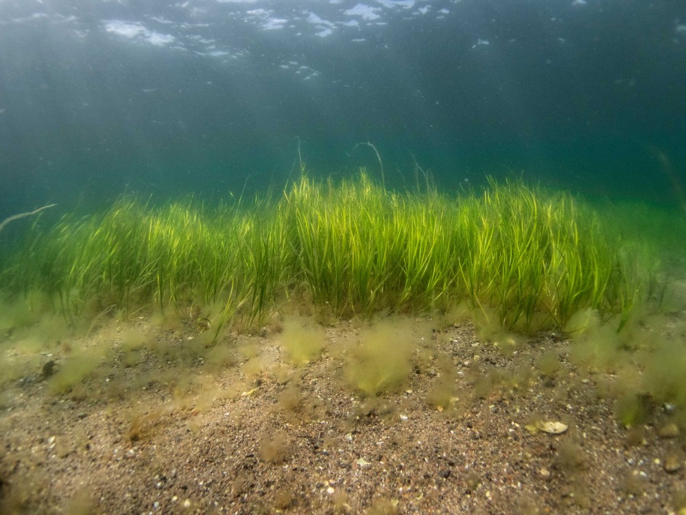 Zostera marina seagrass has been spotted!