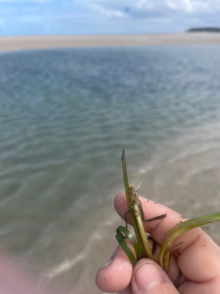 Zostera muelleri seagrass has been spotted!