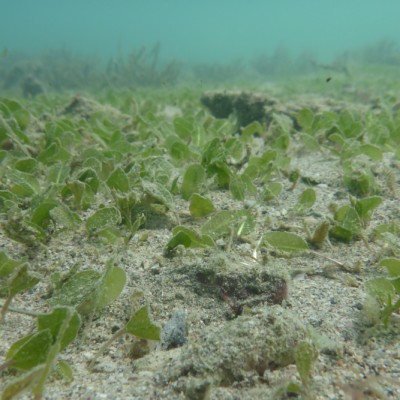 Halophila ovalis seagrass has been spotted!