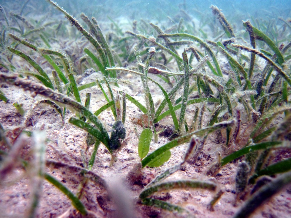 Halodule uninervis seagrass has been spotted!