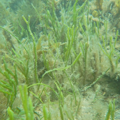 Seagrass Spotted in Australia SeagrassSpotter