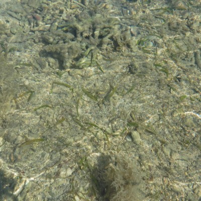 Thalassia hemprichii seagrass has been spotted!